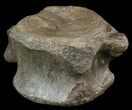 Edmontosaurus (Hadrosaur) Vertebrae - Montana #57985-2